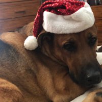 paula revere 📣🇺🇸🎚❤️💐 (@paulawwg1wga) 's Twitter Profile Photo paula revere 📣🇺🇸🎚❤️💐 (@paulawwg1wga) 's Twitter Profile Photo