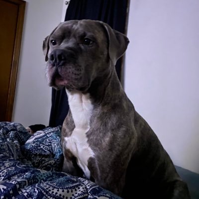 _majjj's profile picture. LONG LIVE EL PACO