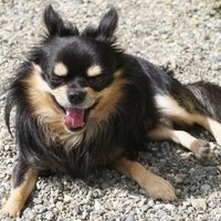 むぅらん (@muuraan_nika) Twitter profile photo