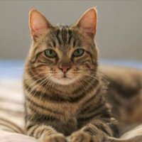 Felix (@felix_cat7) 's Twitter Profile