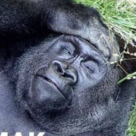 Sinavlar Iptal Olsun Snavlarptalols3 Twitter