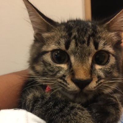 ももchan ティッシュいたずら対策のミミックと戦うぬこ ぬこ 猫 猫画像 猫のいたずら 猫好き 猫好きさんと繋がりたい ドラクエ