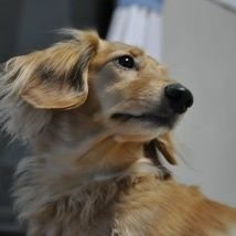 凛々しい犬 Dog0s3roja2at2e Twitter