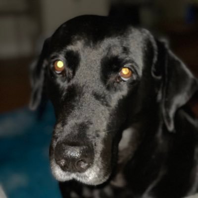 calvin1272's profile picture. UF’95 Go Gators 🐊🐊, Arsenal, Dad, husband, dog lover