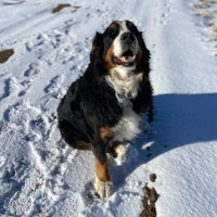 Democracywins (@abf520) 's Twitter Profile