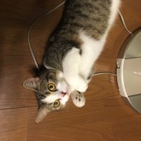 ★ねこどらむ★ (@htufolrb3pvfids) 's Twitter Profile