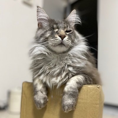 shabuneko's profile picture.