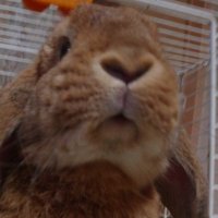 はちみつれもん (@sweeeeets_y) 's Twitter Profile