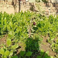 jaswinder singh (@jaswind08643844) 's Twitter Profile