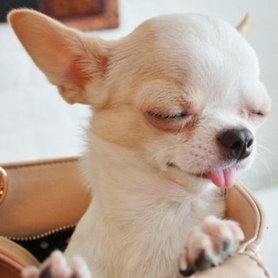 Chihuahua Baby Chihuahuababy1 Twitter Chihuahua Baby Chihuahuababy1 Twitter