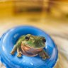 budgettsfrog's profile picture. 蛙、爬虫類、盆栽、蟻を飼育。動画→ https://t.co/xtF6LiSriq 作品→ https://t.co/q3WNuPor2y 写真→https://t.co/OFOSH6BuyG グッズ→https://t.co/3VX6MbZxIY