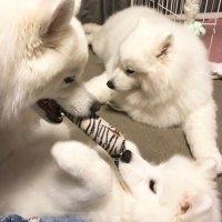 あき@新規フレンド募集してません(@samoyed11GO) 's Twitter Profile Photo