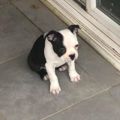 pupapipu's profile picture. Yeah