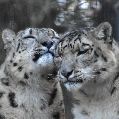 主に多摩動物公園で撮影したユキヒョウの動画をアップロードしています。
I am uploading videos of snow leopards mainly taken at Tama Zoological Park.

youtubeチャンネル登録お願いします！！
Subscribe to my channel!
