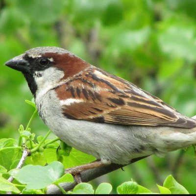 Sammy67201212's profile picture. You never become right, you just become less and less wrong (Eliezer Yudkowsky)