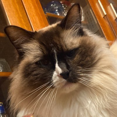 No2610Gla's profile picture. 魔心倶楽部No.17😈 サバト箱推し❄️七瀬静香さん🍄👻天馬小春さん🐴演者さん応援してます📣🐰⭐️無言フォローOKです！