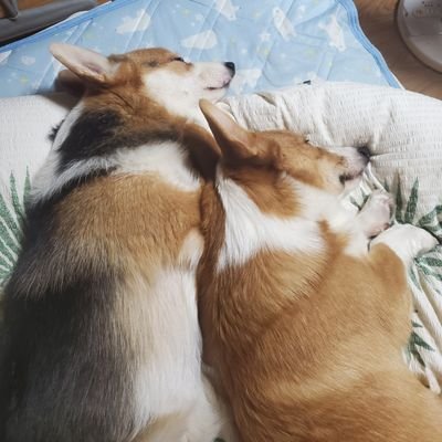 welshcorgi2wan's profile picture. 