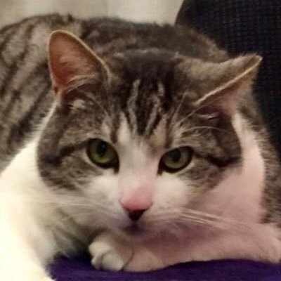 MoggyWayne's profile picture. A ‘cats only’ account. A fancier of pantaloons and toe beans. I say yes to pawsitivity and no to politix. 🐾🇫🇮🇦🇺 Same name where the Skies are Blue.