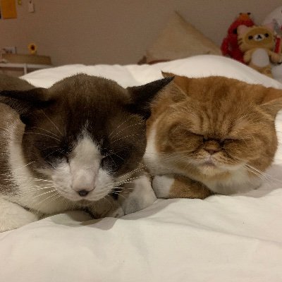 cats' livesâĢïļ ðū Nieng (āđāļŦāļāļĩāļĒāļ) ðž Klook-phoon (āļāļĨāļļāļāļāļļāđāļ) ðš Neow-neud (āđāļŦāļāļĩāļĒāļ§āļŦāļāļ·āļ)