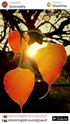 Prakrut60344610's profile picture. എനിക്കും പ്രണയമാണ് പ്രകൃതിയോട്  ❤️❤️❤️