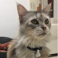 MIRtoolbox (@mirtoolbox) 's Twitter Profile