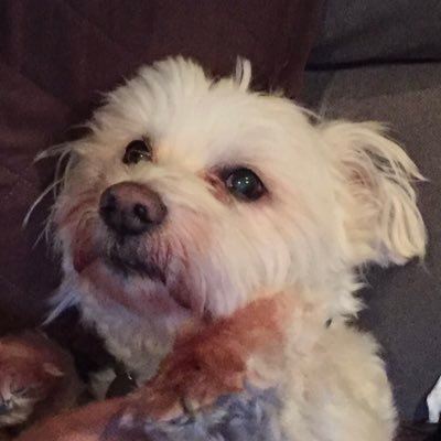 santi_says_stuf's profile picture. DREAMIN