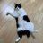 猫にまっしぐらのアイコン