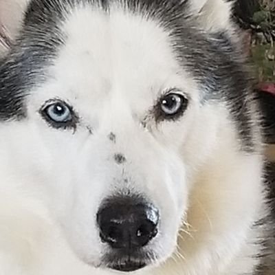 husky_lou's profile picture. 