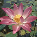 michael lotus - @michael_lotus - Twitter