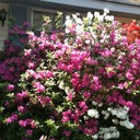 Tiffany Nicole Hines - @foyehines - Twitter