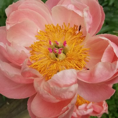 Neuroscientist, aspiring children's book author. Tweets infrequent but precious.