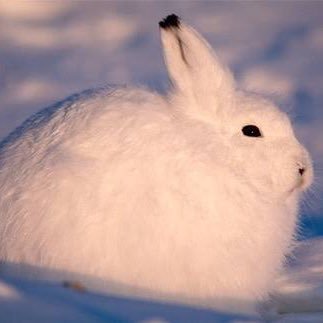 雪見うさぎ TN だいふくさんのプロフィール画像