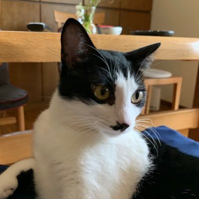 ちょびひげ猫アカウント على تويتر もし他の猫ちゃんと交流する機会があったら うちの子はどんな反応をするんだろうか 猫好きさんと繋がりたい 猫のいる暮らし 猫好きな人と繋がりたい 猫写真 猫のいる幸せ ねこ自慢 猫のいる生活
