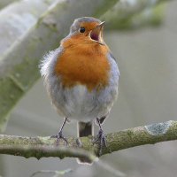 Rodshelf (@rodshelf.bsky.social) (@rodshelf) 's Twitter Profile