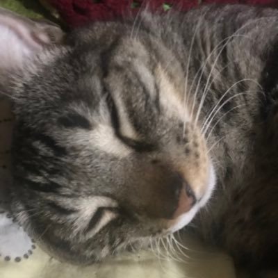 Gladio Catさんのプロフィール画像