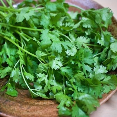coriander_7's profile picture. 医師7年目/内科専門医/糖尿病/代謝/内分泌 / 産業医/公衆衛生/食事と運動と服が好き/キャリアと知識とQOLとプライベート