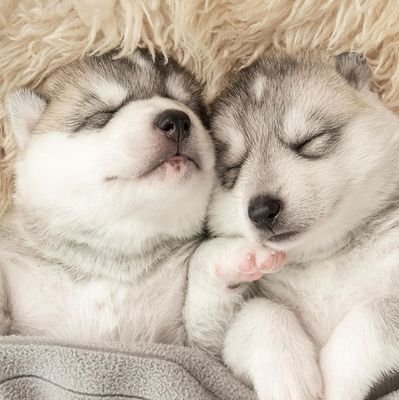 Clement37104220's profile picture. like pitbulls and have a golden future