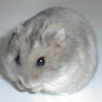 🐭∞スケジューラ、動画再生ソフトなどのフリーソフト作者やってます。クロスプラットフォームの勉強中です。最近は、🔰Unityも勉強中です。コミュ障ですが、気軽にフォローしてくださいね。干し芋「https://t.co/U4Om8N8nP1」( ^ _ ^ )/