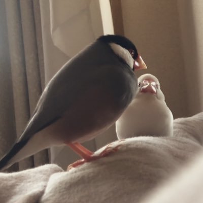 ぽよよさんのプロフィール画像