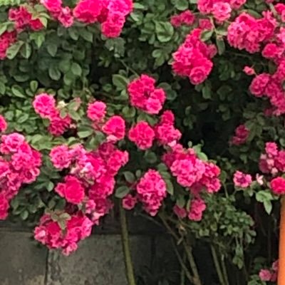 harmony50342405's profile picture. 刀剣乱舞 弱ペダ/成人済み/botちゃんがenergyを与えてくれる