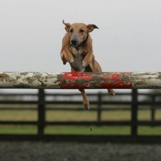 Former jump jockey now a qualified electrician