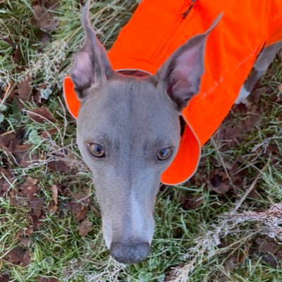 Shadow Whippet #Turbocarrot 🥕💙🦺