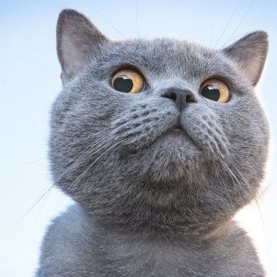 Cyb3rw1zard twitter avatar