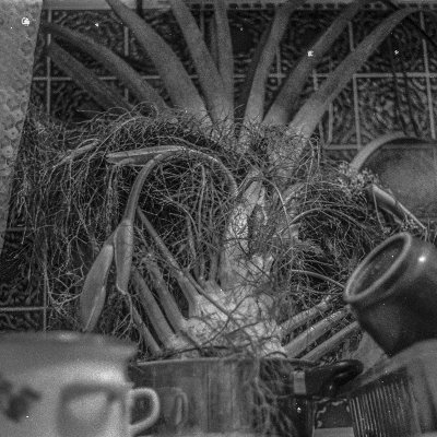 Petituit1's profile picture. Chromagnon acérrimo