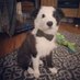 Bowiethebordercollie2020 (@bowietheborder1) Twitter profile photo Bowiethebordercollie2020 (@bowietheborder1) Twitter profile photo