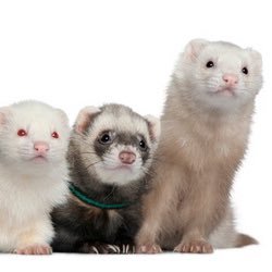 Join the latest craze sweeping the nation | Ferret Facts Daily | *Bot still a work in progress | All pictures belong to their respective owners