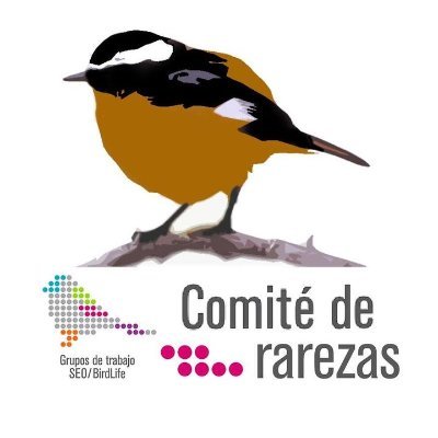 Twitter oficial del Comité de Rarezas de SEO/BirdLife (rarezas.seo@gmail.com) - Official twitter of the Spanish Rarities Committee.