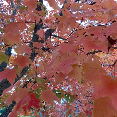 Maplesyrup2020's profile picture. This is a personal twitter. Any opinions solely belong to the owner and do not represent my institutions or organizations.