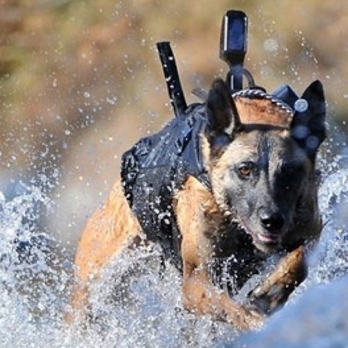 SEAL Team 6 Dog (SEALteam6dog) Twitter