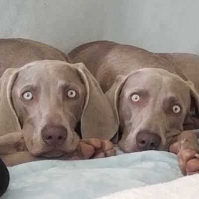 🐾 Weimaraners (Mika and Nara).  Curious, energetic, and playful.